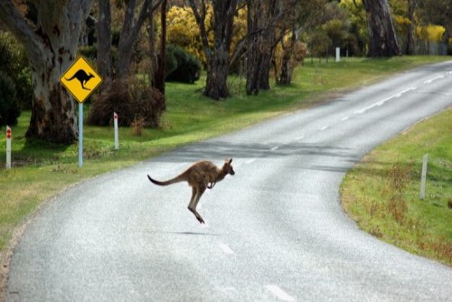 Far out Friday: Kangaroo collisions on the up