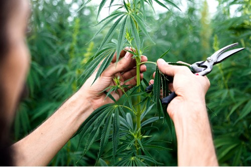 Legal cannabis regulation picks up steam