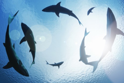 Allstate insurance agent volunteers to swim with sharks