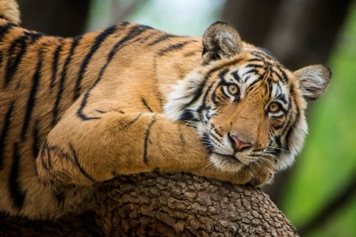 When you own tigers, you’re in a unique position to insure tigers