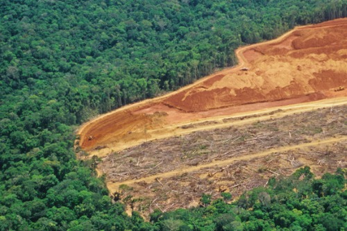 Major investors advise companies to tackle risks associated with deforestation