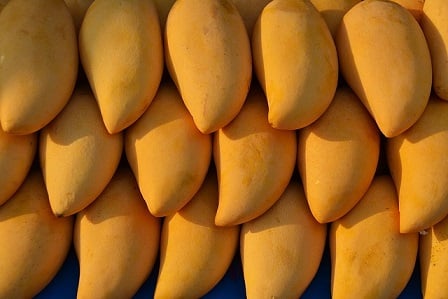 Mango growers in Myanmar searching for crop insurance