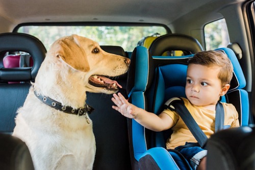 RACQ issues warning about children and pets in hot cars