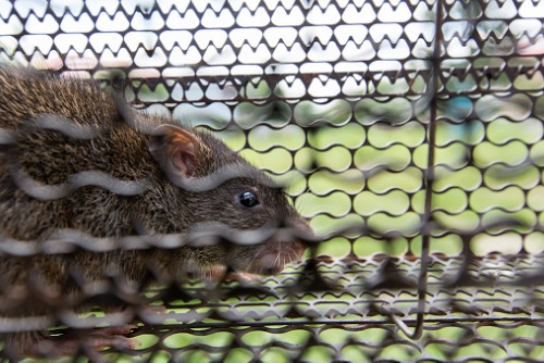 SGI tackles ratty problem, puts out call for exterminators