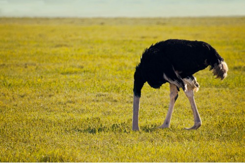 What insurers can learn from ostriches about risk