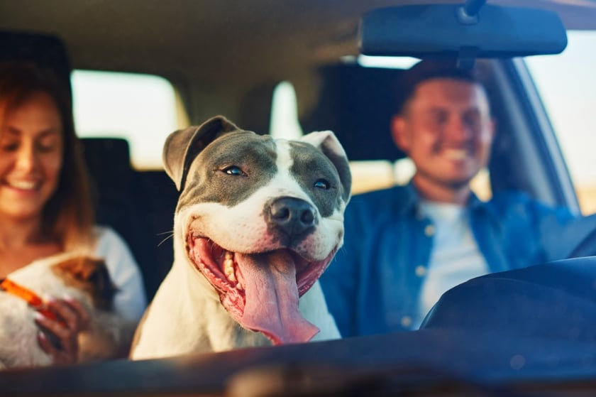 Don't let your dog lead you astray, Selective Insurance tells drivers