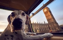 Far Out Friday: Insurer backs canine-themed London bus tour