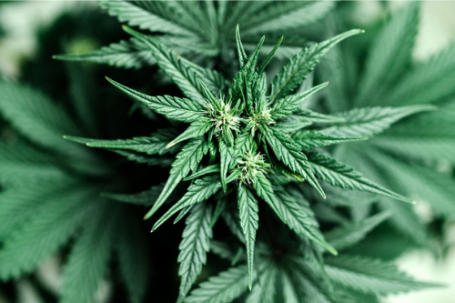 Legal cannabis sales hit record high