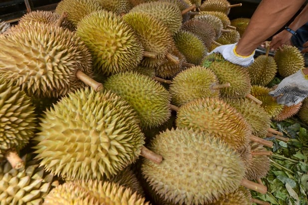 Durian and agriculture insurance a focus for Thailand