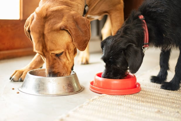 Pet insurer launches world's first food and drink warning symbol for pets