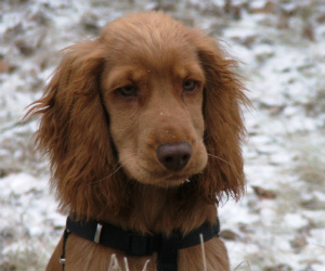 Dog breeds with the most and least expensive insurance rates