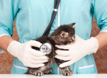 Nation’s top pet insurer warns of pet obesity epidemic