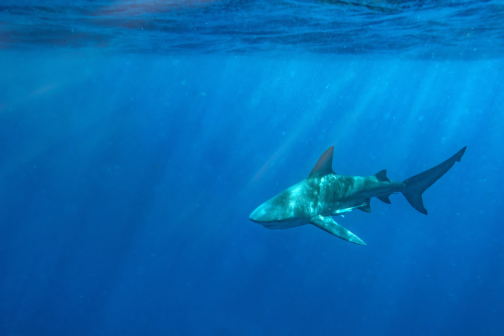 Shark breach halts Sydney school rowing