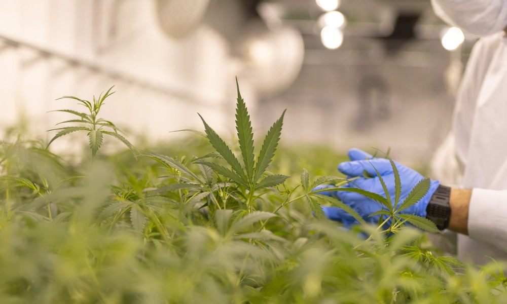 Ontario Court of Appeal allows misrepresentation class action against cannabis company to proceed - Vimarsana News