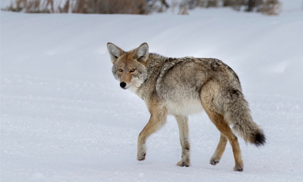 Ontario faces lawsuit over coyote hunting contest