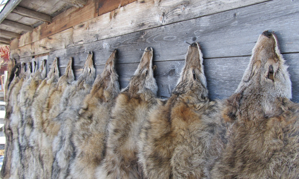 Canada goose shop killing coyotes