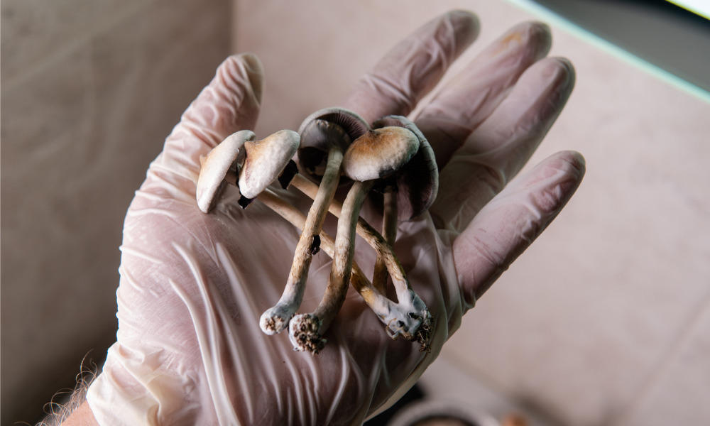 Four late-stage cancer patients granted legal exemption to use magic mushrooms for therapy