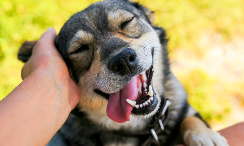 Groundbreaking BC family law changes weighs interests of pets in custody cases: animal rights lawyer - Vimarsana News
