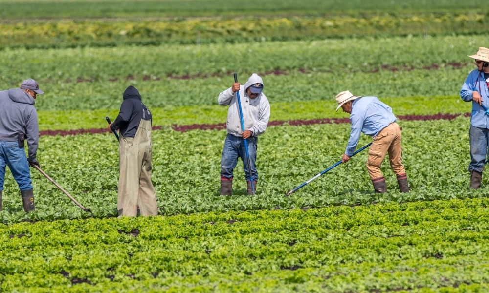 Federal government releases report on accommodations for temporary foreign agricultural workers