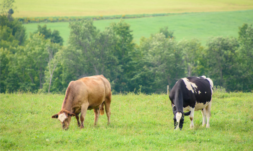 No testate or intestate right to graze livestock on deceased's property: BC Supreme Court - Vimarsana News