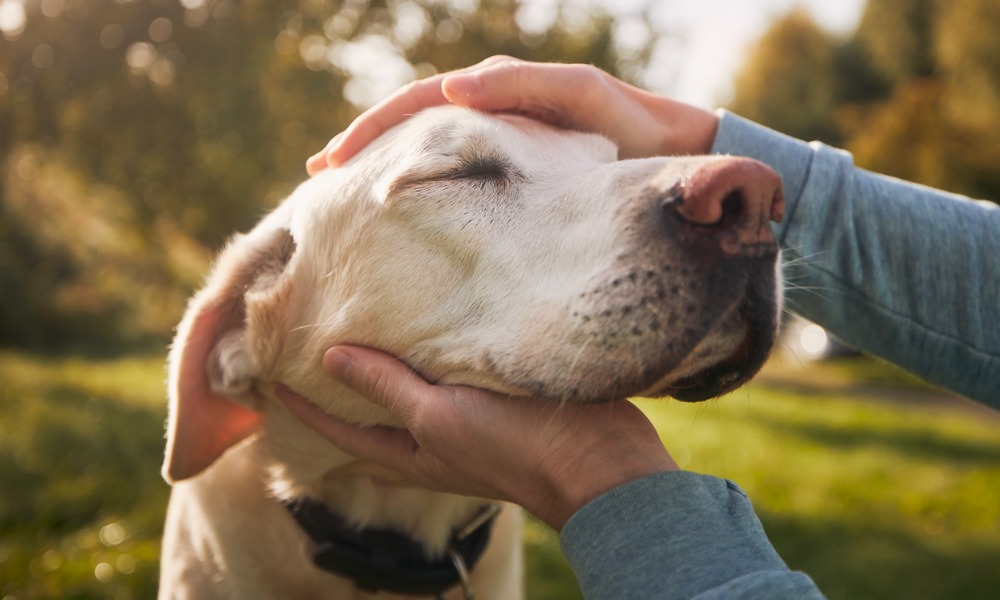 Animal law progressed significantly in Canada last year - Vimarsana News