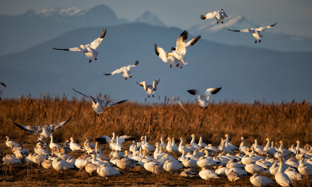 Federal court sides with ENGOs on expanding habitat protection for endangered birds - Vimarsana News