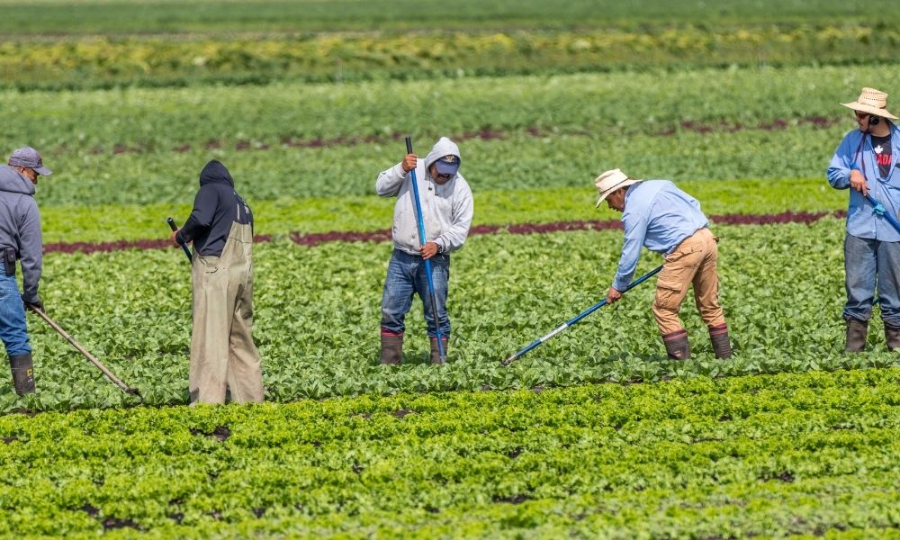 Canada Farm Workers Program