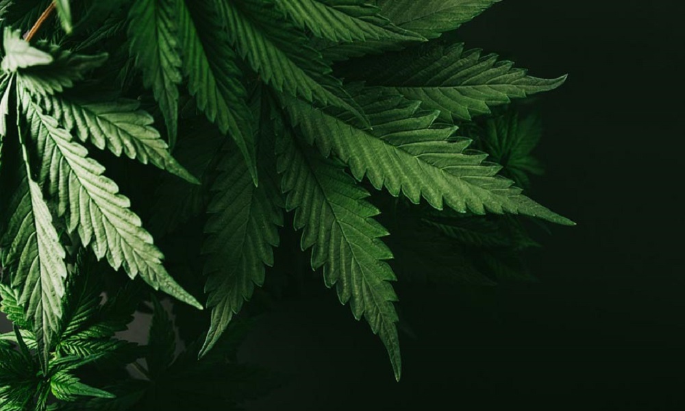 Why all signs point to a monumental year for cannabis stocks