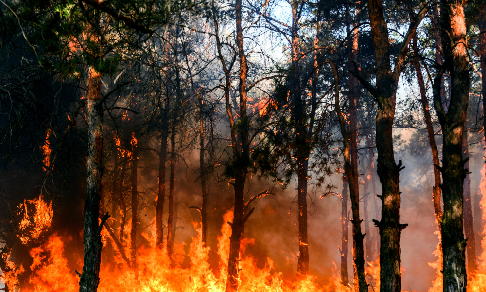2026 wildfire season threatens outdoor workers across Canada