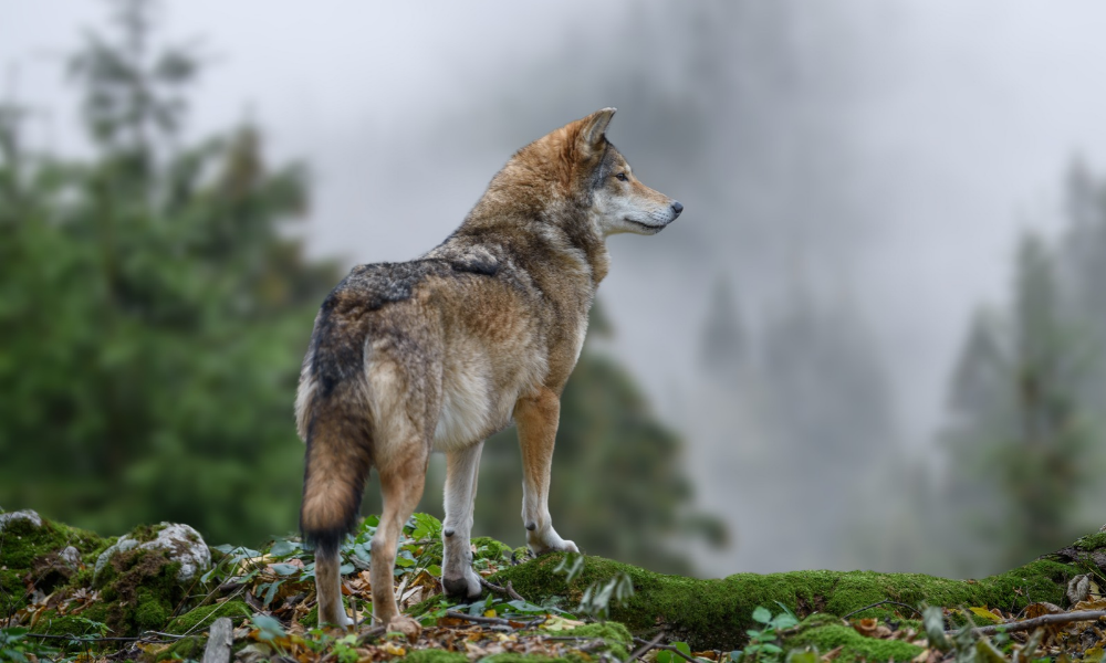 72-year-old worker injured in wolf attack while delivering supplies