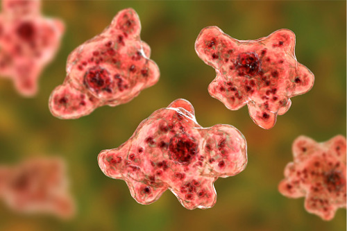 Brain-eating amoeba sends water park's insurance rocketing