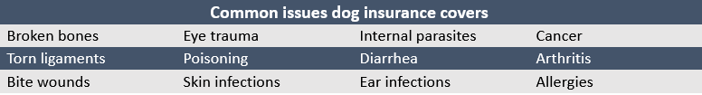 common issues dog insurance covers