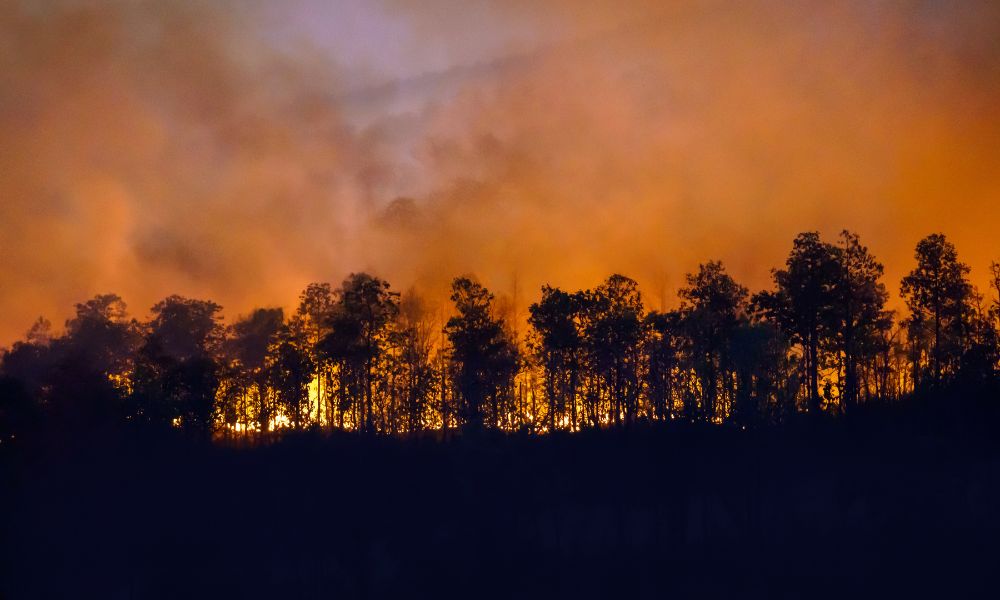 California sets first statewide Zone 0 wildfire standard - but compliance does not guarantee a disco