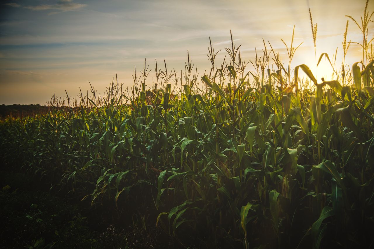 Amynta completes agribusiness push with Southern States acquisition