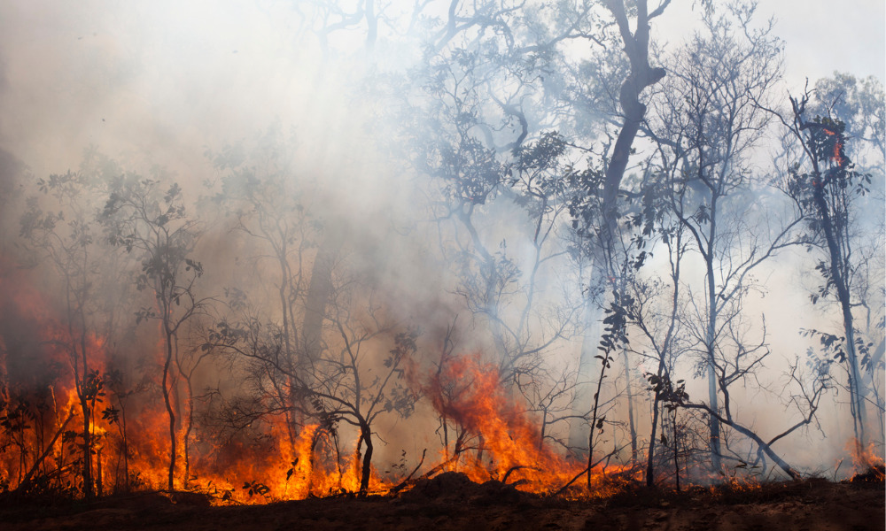 "Nothing looks good" – preparing for summer wildfires