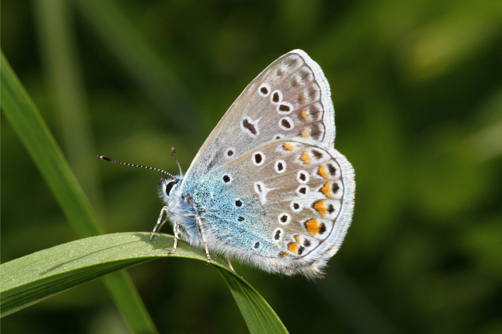 Aviva issues its firstever annual report on biodiversity Insurance