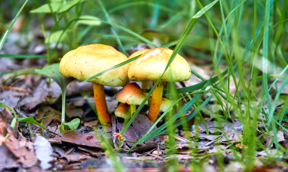 Mushroom insurance soars after Australian murder case