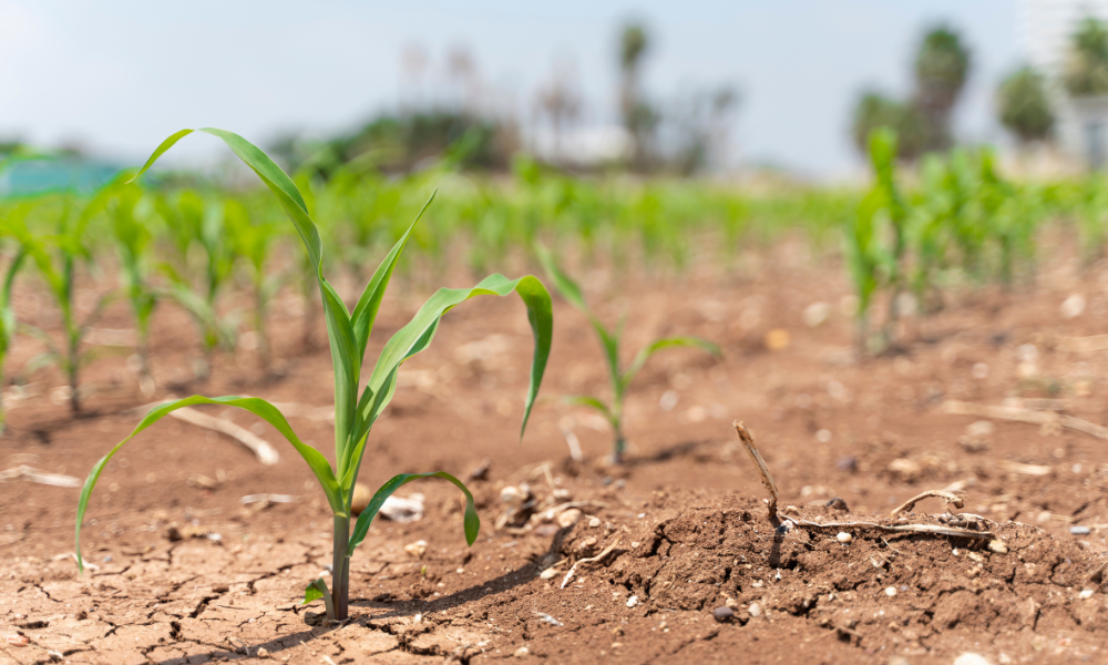 Crawford warns super El Niño threatens UK crop yields