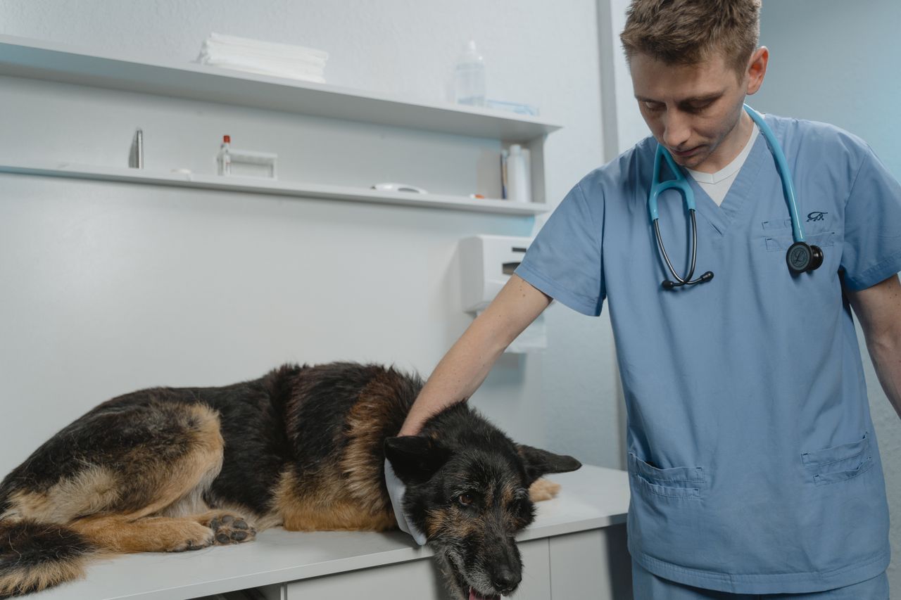Vet costs up 60% since 2016, but pet policy limits lag behind Jun 12, 2026 Share Keep up with the latest news and events Join our mailing list, it's free!