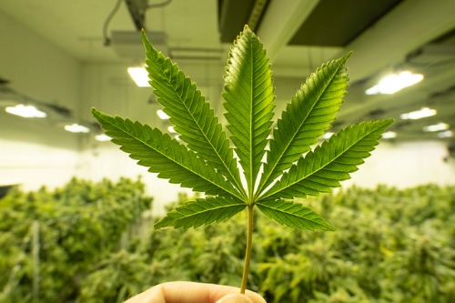Insurance for cannabis industry still has a long way to go to meet clients
