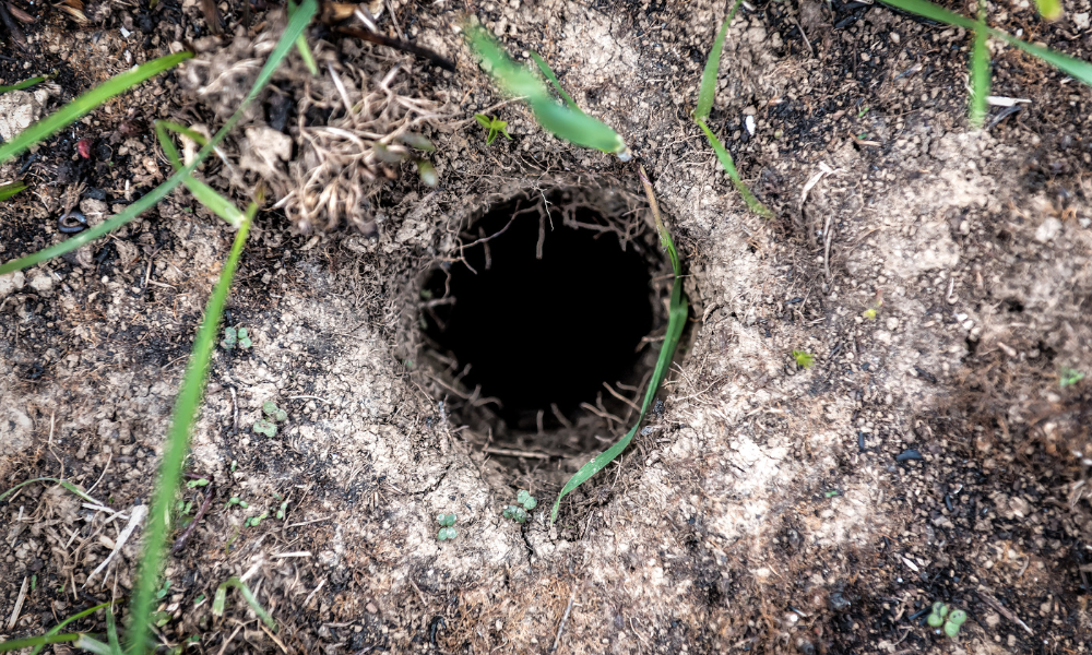 Saskatchewan secures emergency strychnine approval for gopher-hit crop ...