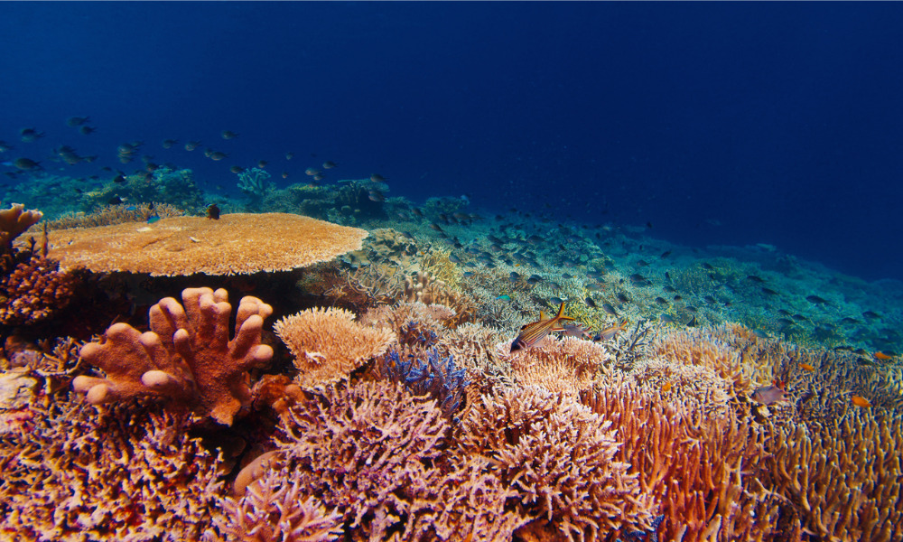 Coral reefs in Indonesia could get UN-backed insurance | Insurance ...