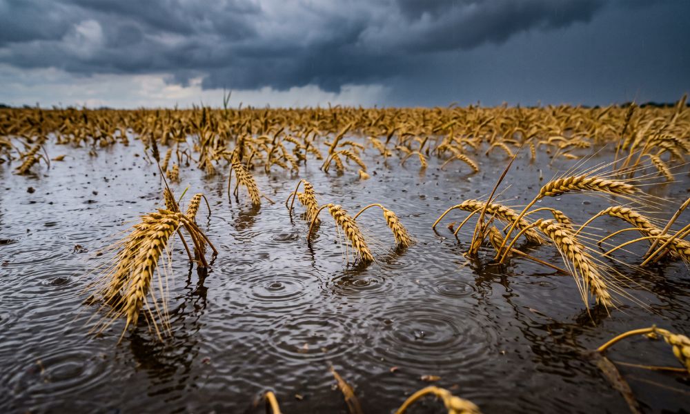 Most Philippine farm losses fall outside the insured pool