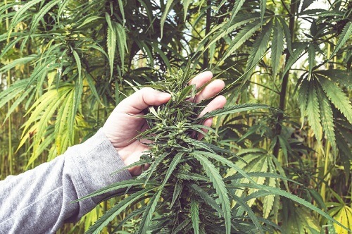 Legal cannabis could lead to higher premiums, says truckers’ group