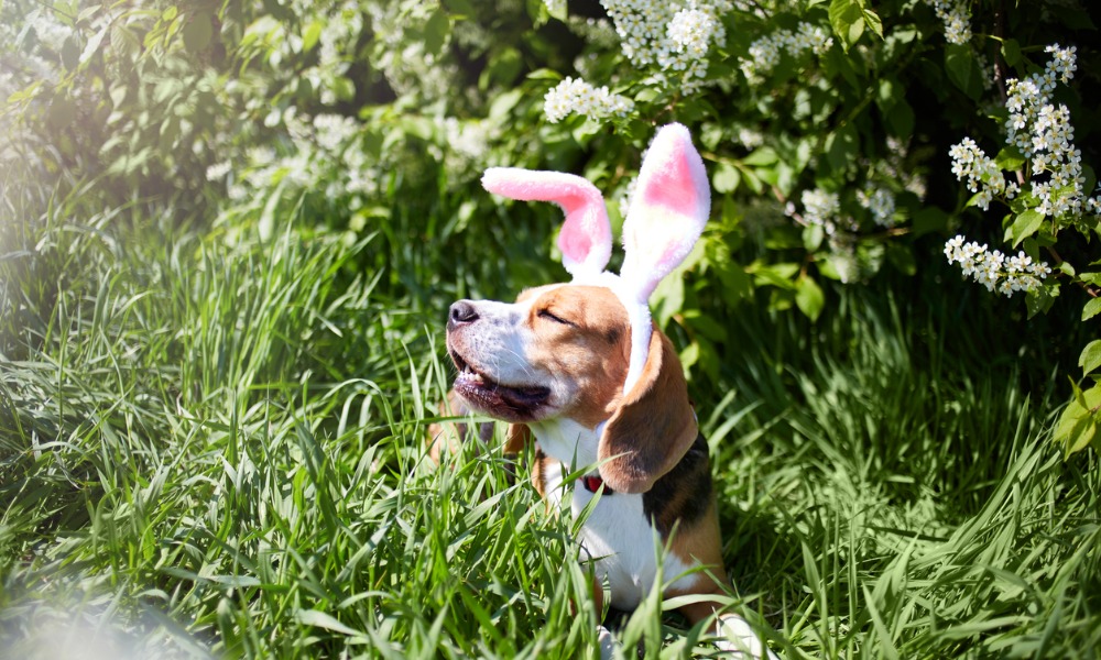 Southern Cross Pet Insurance alerts pet owners to Easter hazards