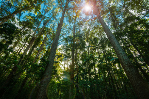 Carbon farming to remain a vital climate resilience tool