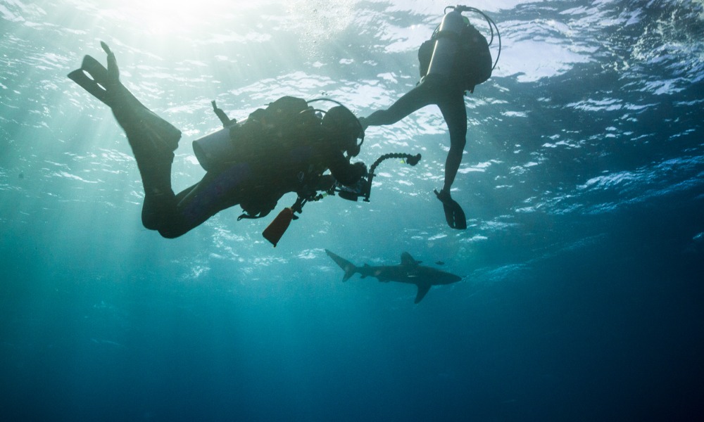 Steadfast executives to dive with sharks to battle childhood cancer - Vimarsana News