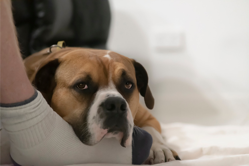 Revealed The Most And Least Expensive Dog Breeds To Insure In 