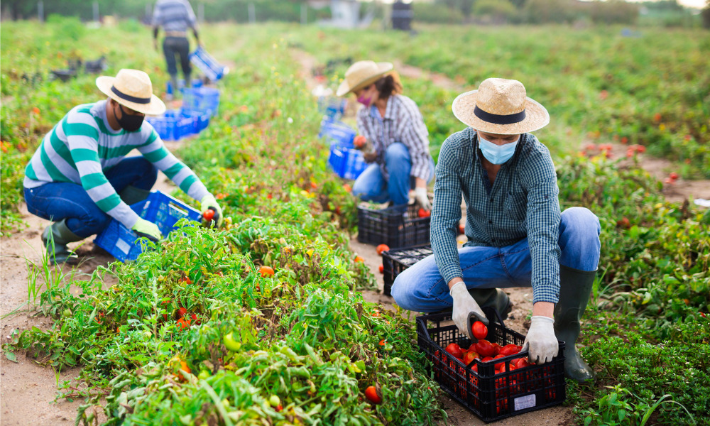 New Zealand back working holidaymakers, skilled workers HRD