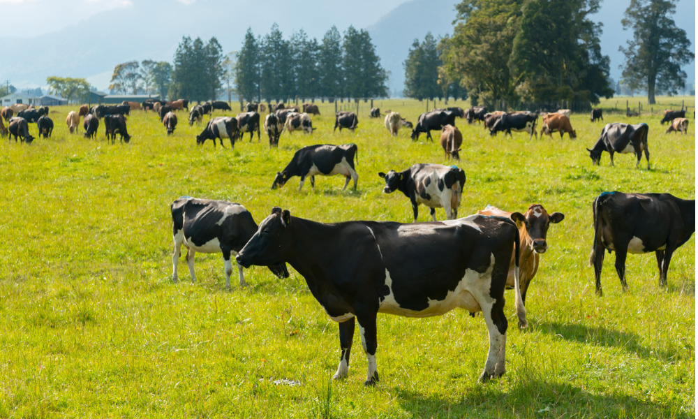 Dairy milker gets $50,000 after being constructively dismissed - Vimarsana News